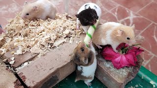 Funny Hamsters Gluttony - Close up of hamsters competing for a cake