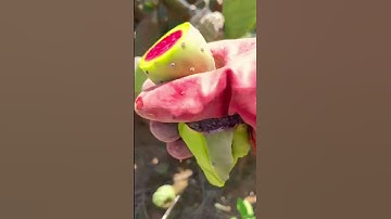 Thumbnail of Techniques for picking cactus fruit with simple tools #shorts