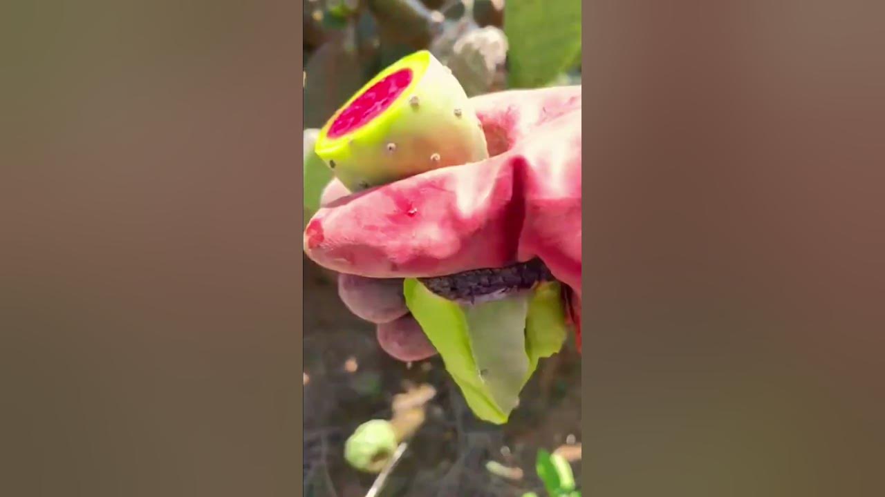 Techniques for picking cactus fruit with simple tools #shorts