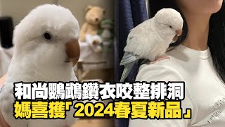 和尚鸚鵡鑽衣咬整排洞　媽獲「2024春夏新品」寵物動物鳥寶精選影片