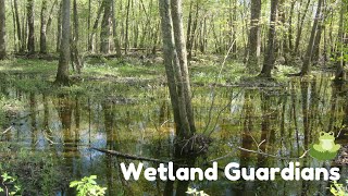 Understanding Wetlands: Your Guide to Biodiversity and Climate Protection! (3 Minutes)