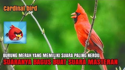 Burung merah bersuara merdu/cardinal bird