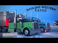 HAULING WESTERN CATTLE FROM SASKATCHEWAN TO ONTARIO | 2 CUSTOM PETERBILTS HAULING CATTLE