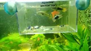 How to safely introduce Guppies into a tropical fish tank full of predator fish
