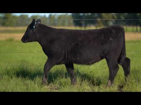 BAF LOTE 07   TAT 4289 F ANGUS