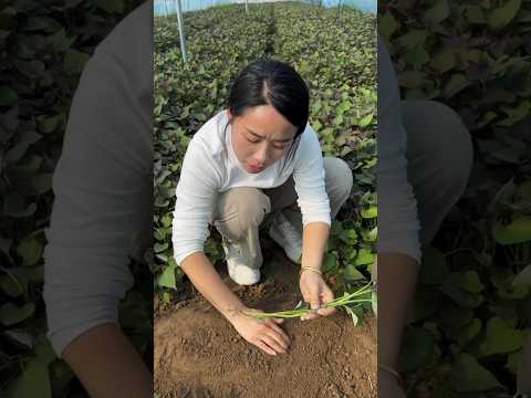 A unique method of planting sweet potato seedlings | Sweet potato farming 🍠🍠 #farming #fruit