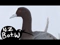 New Zealand coot - New Zealand Bird of the Week