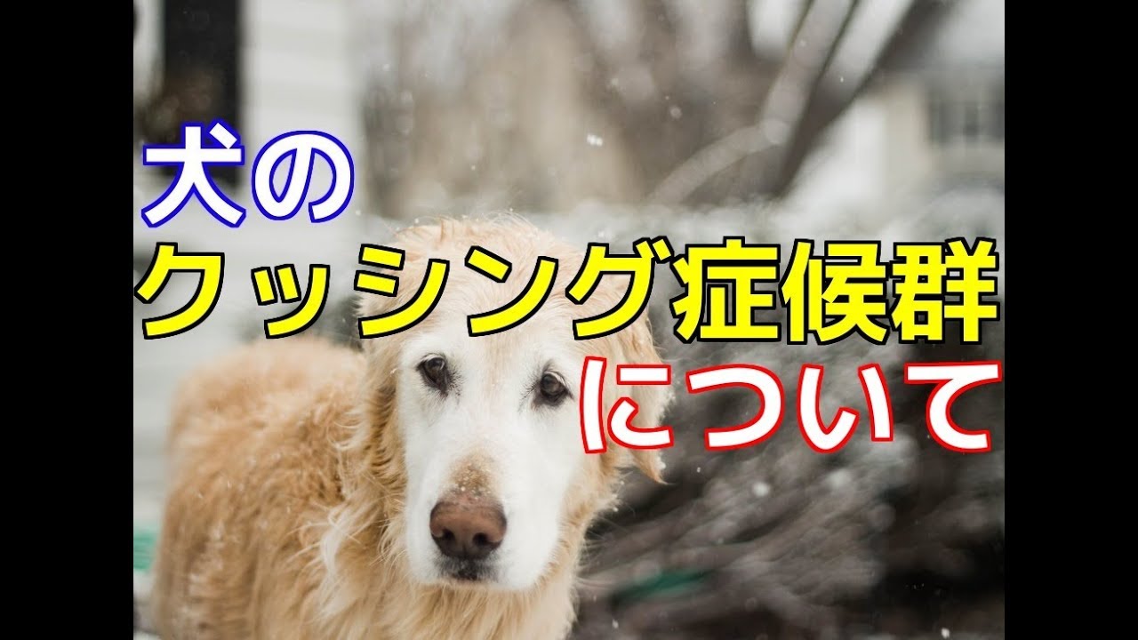 末期 犬 クッシング 症状 症候群 上 犬