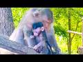 🔴 Live Stream — Experienced Mama BERRY Helps Baby BERNIE Take New Steps 🐒🌿💛