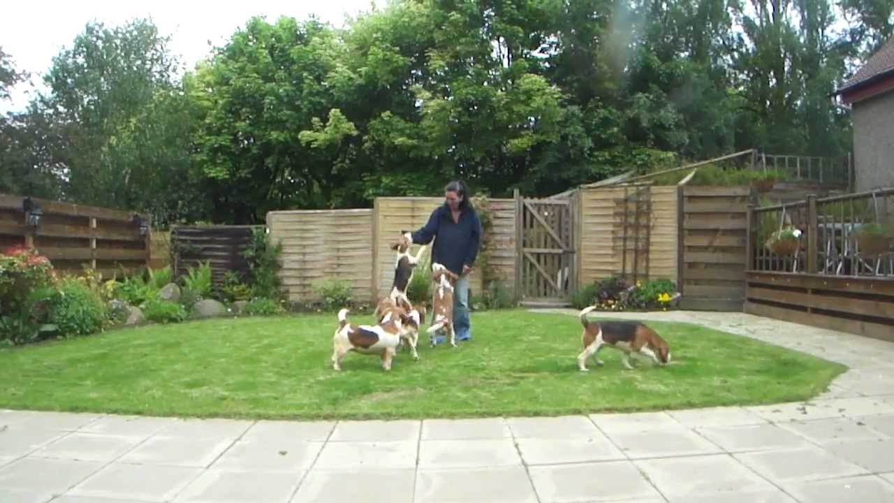 More Haughmill Beagles at play