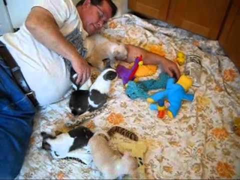 chihuahua puppies for sale petco hours