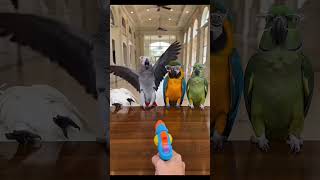 The Green Parrot Pulled the Most Dramatic Fake-Out 😂🦜 #funnyreels #funnyparrot