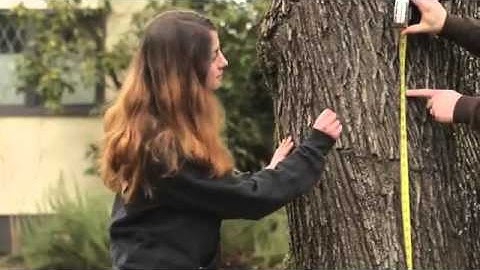 Field Trip: How to Take DBH