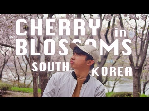 spring-in-south-korea-(famous-places-to-see-cherry-blossoms-in-seoul)