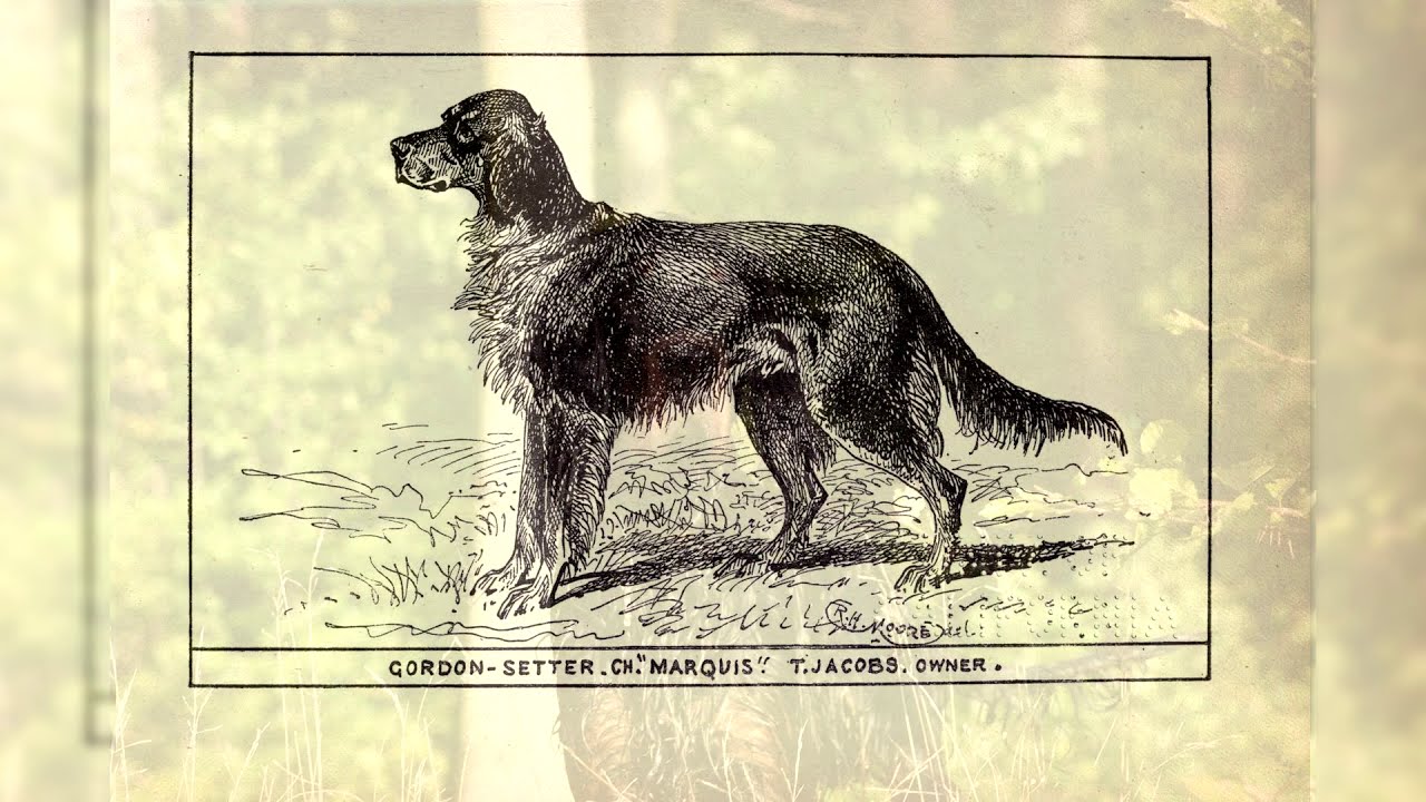 Шотландский сеттер. Плюсы и минусы, Цена, Как выбрать, Факты, Уход, История