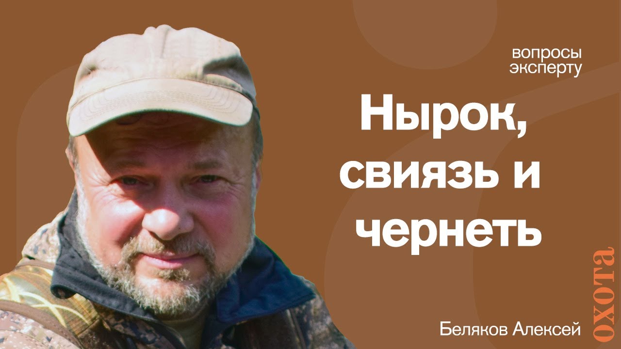 Нырок, свиязь и чернеть: как отличить уток?