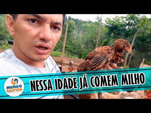 MINHAS AVES NÃO QUEREM COMER MILHO, COMO RESOLVER ISSO!?