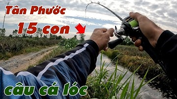 Câu Lure Cá Lóc ✅ Câu Cá Lóc Vườn Khóm Tân Phước Đầu Mùa Mưa Và Cái Kết | Tâm Râu Vlog #368