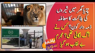 Who is responsible for the Lion demise at Islamabad zoo Who light up the fire