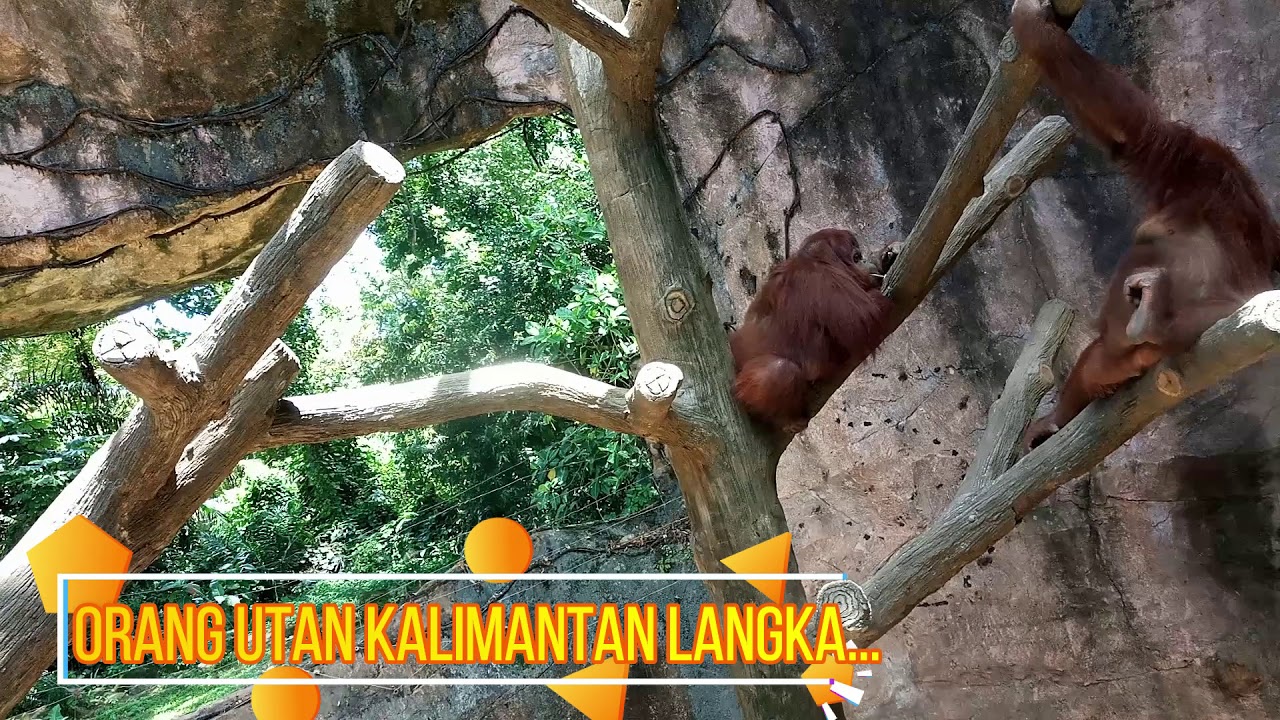 Mari Lestarikan Hewan  Hewan  Langka  di  Indonesia  YouTube