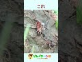 １本の木にクワガタ６匹！大興奮♪