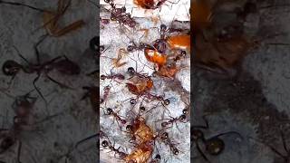 Angry Ants Attack Roaches 🪳🤯