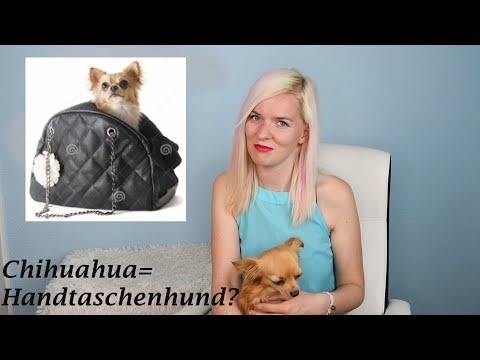 Der Chihuahua - ein Hund für die Handtasche? // 10 Merkmale eines Chihuahuas