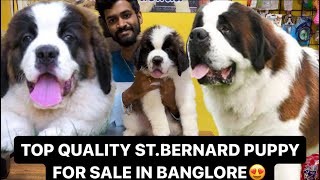 TOP QUALITY ST BERNARD PUPPY FOR SALE IN BANGLORE | 9353268076 | DHANUSH GOWDA | #stbernardpuppy#dog