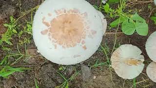 Is It An Edible Mushroom? Id Help