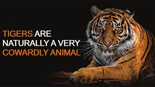 The Truth about Tigers | Lion vs Tiger