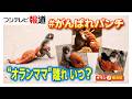 「なんてかわいいの」パンチくんに変化?カギは「毛づくろい」母親代わりのぬいぐるみ「オランママ」誕生の裏側(2026年02月28日)