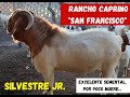 Semental Boer: Silvestre Jr. De Rancho "San Francisco". 2da. parte.