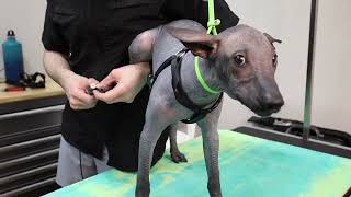 Xoloitzcuintli the Mexican hairless dog by Jack Armour 273 views 11 months ago 55 seconds