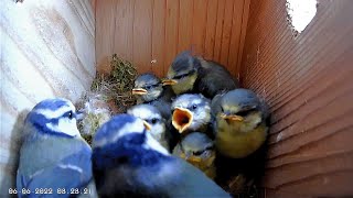 Blue Tit Nest Box 2022 - 6 Chicks - 55 Days of Nesting, Egg Laying, Hatching, Feeding & Fledging