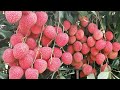 Litchi Plant (Lychee) Farming In SucessFull