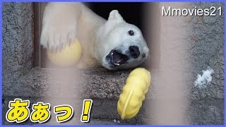 Cute Polar Bear ドーナツ落としちゃった！ホッキョクグマ リラ