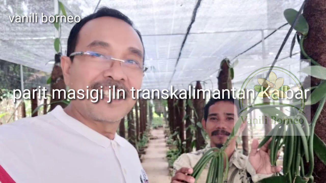 INI AKIBAT JIKA MENANAM VANILI DI KALIMANTAN #apakah_vanili_bisa_tumbuh