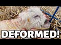 EWE ain't seen nothin' yet😳 | deformed lambs, Marge disappoints & Cinnamon is a MAMA!!🤱| Vlog 569