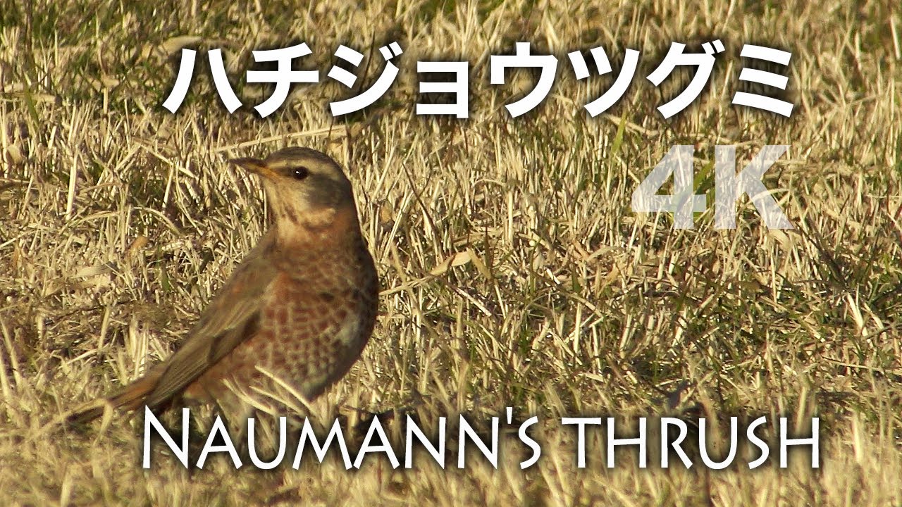 野鳥撮影 野鳥観察 ハチジョウツグミ Naumann S Thrush Turdus Naumanni Youtube