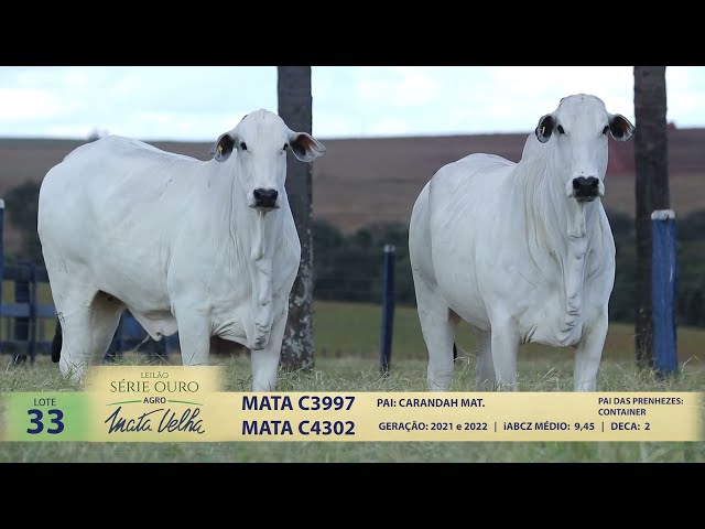 LOTE 33   MATA C3997, C4302