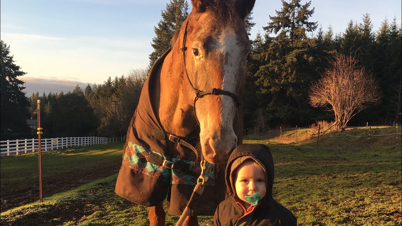 Barn Helper! 2 yrs old 🤠🐴 #horse - YouTube