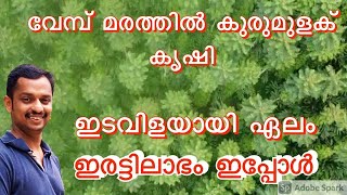 വേമ്പ് കൃഷി  കുരുമുളക് തോട്ടങ്ങളിലെ പുതിയ അതിഥി #mala veambu # best plantation pepper and cardamom