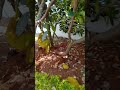 Jackfruits fruitpicking nature fruit 