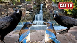 Cat TV for Cat to Watch | 🐦 Black and Blue Birdwatch: Squirrels Join the Scene | Dog TV