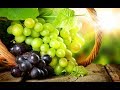 Вегетативное размножение винограда, 100% приживаемость