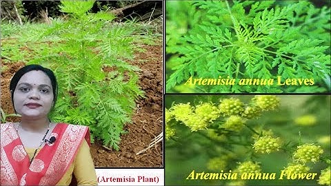 Artemisinin (Part 02)= Industrial Production (Isolation Method), Estimation & Utilization (Part 10)