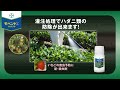 必見！モベント®フロアブルでいちごの主要害虫 ハダニ類を防除！