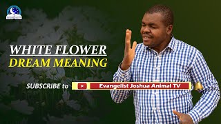 Download Mp3 White Flowers Dream Meaning - Spiritual and Biblical Interpretation Gudang lagu Download Mp3 White Flowers Dream Meaning - Spiritual and Biblical Interpretation