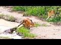 Impala Escapes Crocodile Only To Get Caught by Leopard!