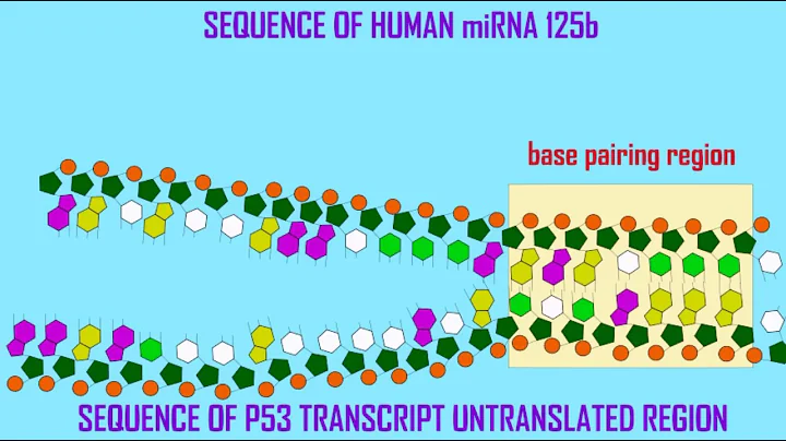 miRNAs in CANCER